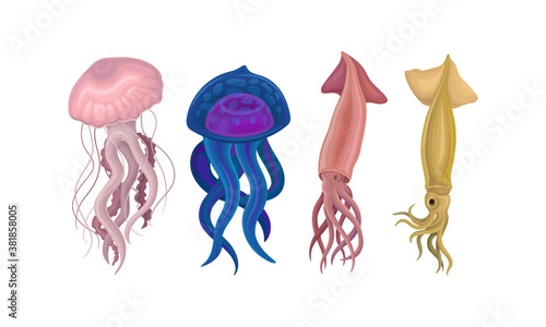 Marine Habitant with Umbrella-shaped Jellyfish and Squid Vector Set