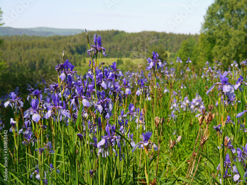 Sibirische Schwertlilien - Iris sibirica