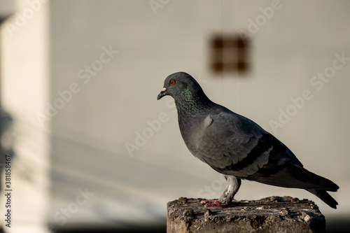 Wallpaper Mural Close-up Pigeon Bird standing. Beautiful bird. Torontodigital.ca