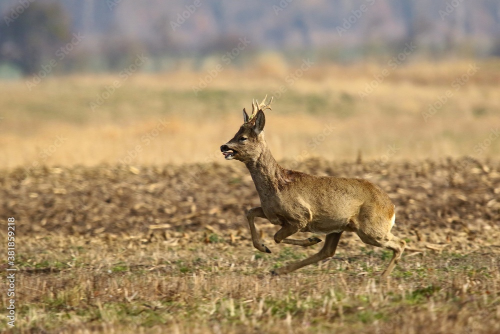 Fototapeta premium koziol 