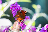 Schmetterling Pfauenauge Tagpfauenauge