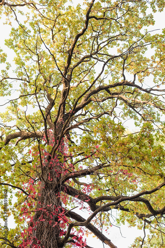 tree against the sky, branches with leaves tree against the sky, branches with leaves