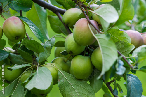 Apple tree with ripe green apples, blurred background