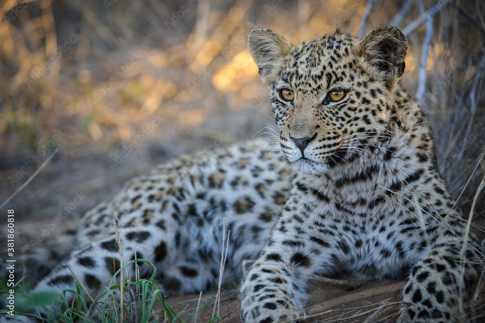 Leopard (Panthera pardus) juvenile (cub) with the most beautiful eyes. Central Kalahari. Botswana. Leopard (Panthera pardus) juvenile (cub) with the most beautiful eyes. Central Kalahari. Botswana.