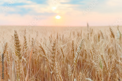 field of ripe wheat against the sky