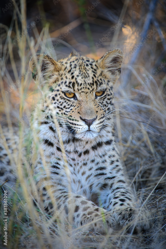 Leopard (Panthera pardus) juvenile (cub) with the most beautiful eyes. Central Kalahari. Botswana. Leopard (Panthera pardus) juvenile (cub) with the most beautiful eyes. Central Kalahari. Botswana.