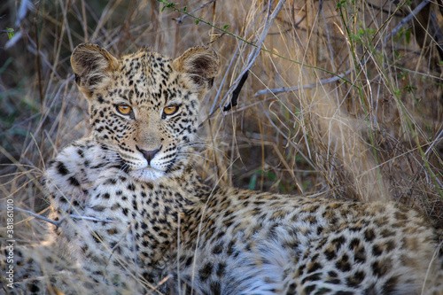 Leopard  Panthera pardus  juvenile  cub  with the most beautiful eyes. Central Kalahari. Botswana.