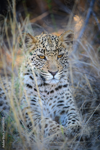 Leopard (Panthera pardus) juvenile (cub) with the most beautiful eyes. Central Kalahari. Botswana.