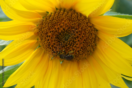 Sunflowers and bees 