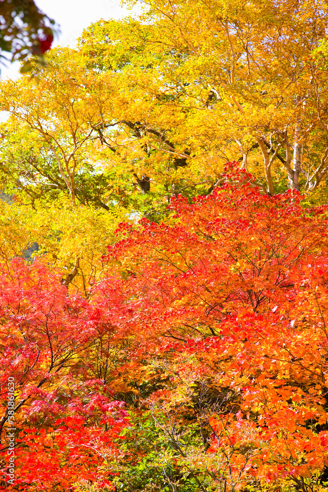 紅葉 紅葉