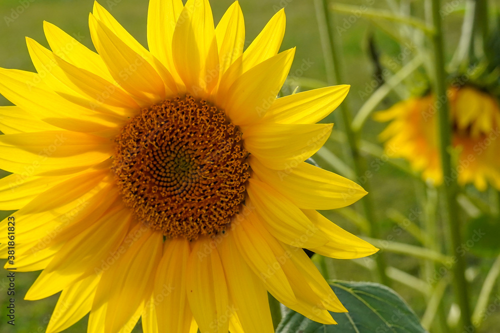 Sunflowers macro Sunflowers macro