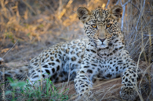 Leopard  Panthera pardus  juvenile  cub  with the most beautiful eyes. Central Kalahari. Botswana.