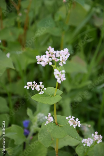 Fototapeta Naklejka Na Ścianę i Meble -  Dzikie kwiaty  - łąka przyjazna dla owadów