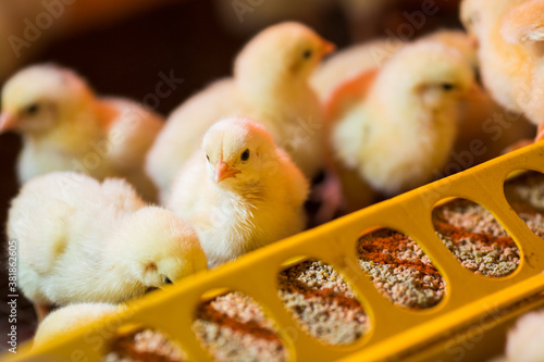 chickens in a cage