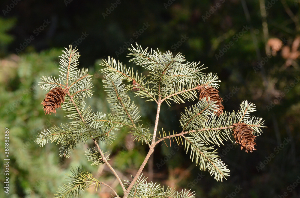 close up of pine cones close up of pine cones