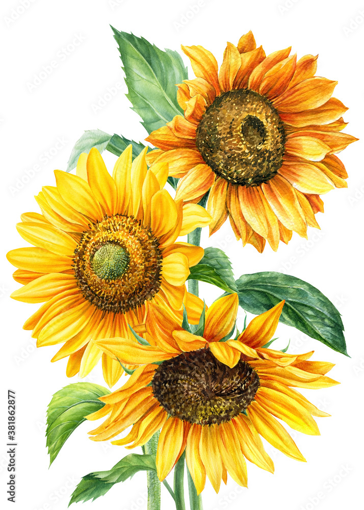 Bouquet of yellow flowers, sunflowers on an isolated white background, watercolor painting, hand drawing Bouquet of yellow flowers, sunflowers on an isolated white background, watercolor painting, hand drawing