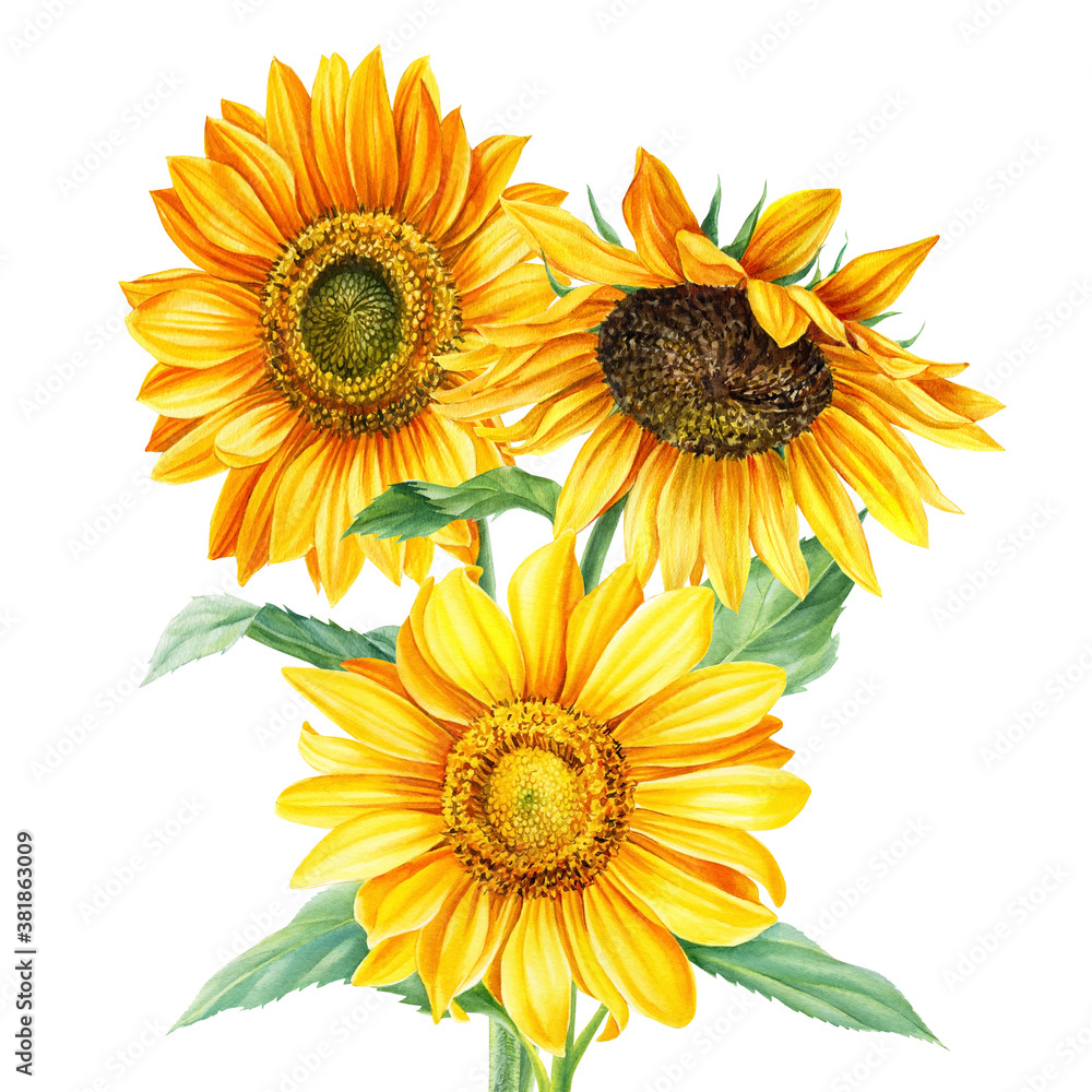 Obraz premium Bouquet of autumn yellow flowers, sunflowers on an isolated white background, watercolor painting, hand drawing