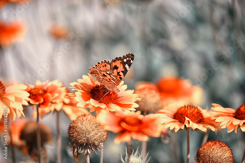 Variegated bright chamomile flowers on a natural background and a red butterfly.