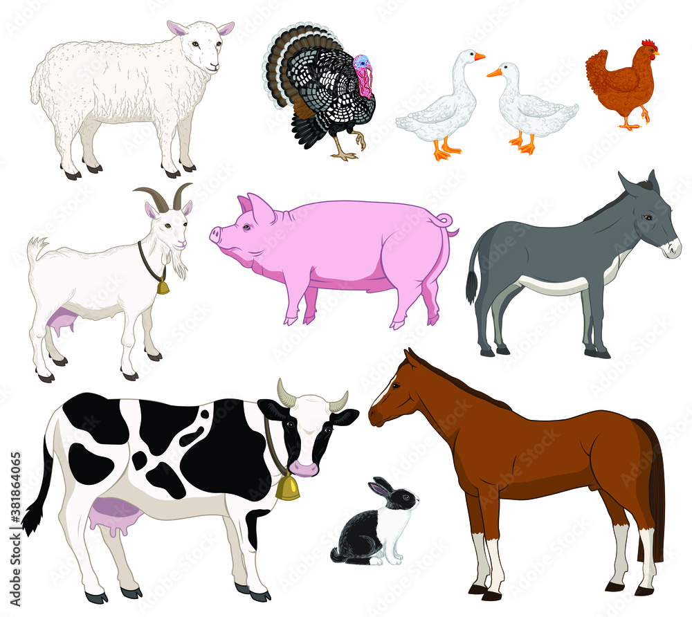 Fototapeta premium Vector illustration set of farm animals