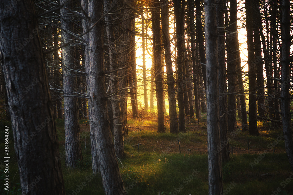 Obraz premium Goldenes Licht im dunklen Wald