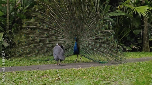 peacock dances a marriage dance unleashing the tail in the usual habitat in the forest