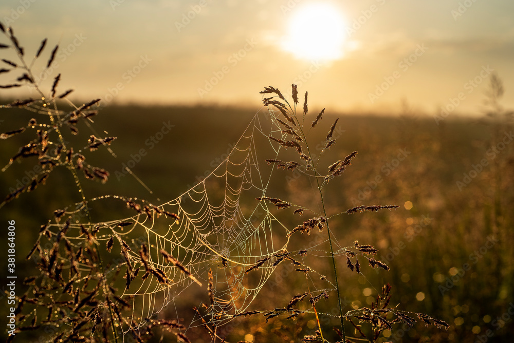 Macro closeup spider in web with morning dew droplets on tall weed grass in meadow at sunrise with sun backlit in background