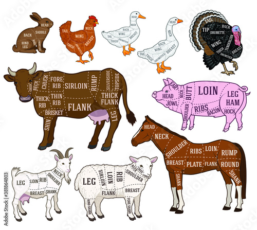 Butcher diagram guide for cutting meat