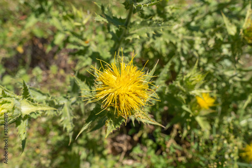 yellow flower of a wild plant