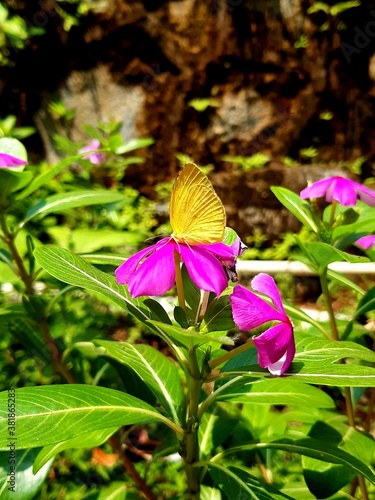 butterfly on flower