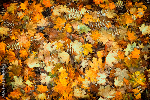 Autumn background. Fallen maple leaves on the ground.