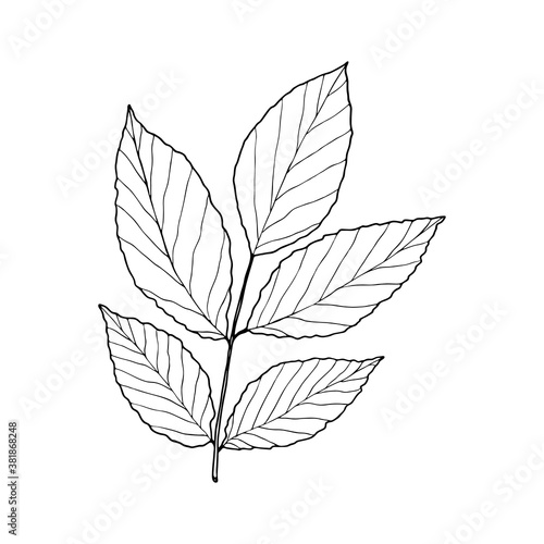 Vector contour walnut leaf. Hand-drawn outline sketch illustration on white background isolated. Ornamental leaves. Vintage decorative elements for floral botanical design. Line plant silhouette