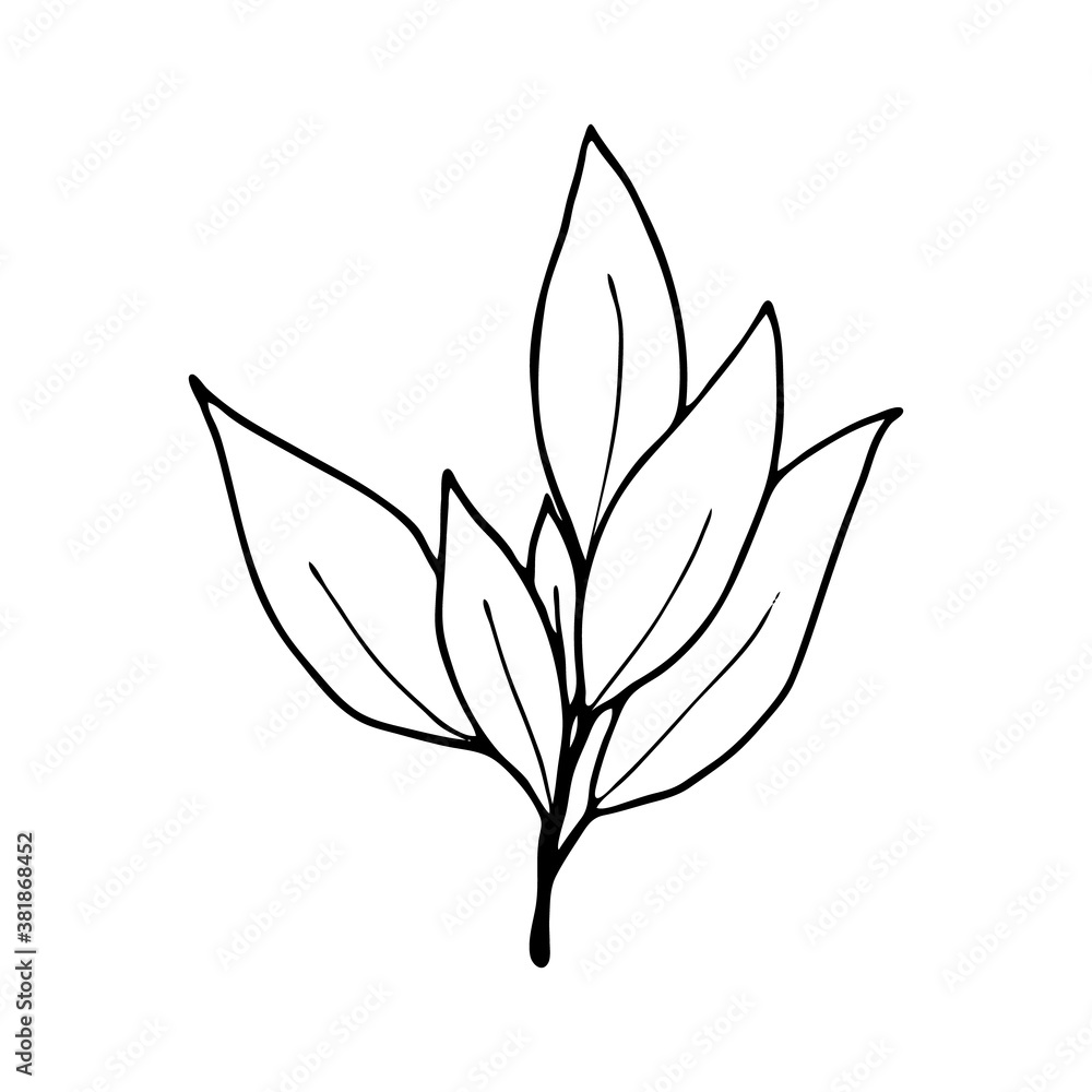 Vector contour branch with leaves. Hand-drawn outline sketch illustration on white background isolated. Ornamental Rhododendron leaves. Vintage decorative elements for floral botanical design. Vector contour branch with leaves. Hand-drawn outline sketch illustration on white background isolated. Ornamental Rhododendron leaves. Vintage decorative elements for floral botanical design.