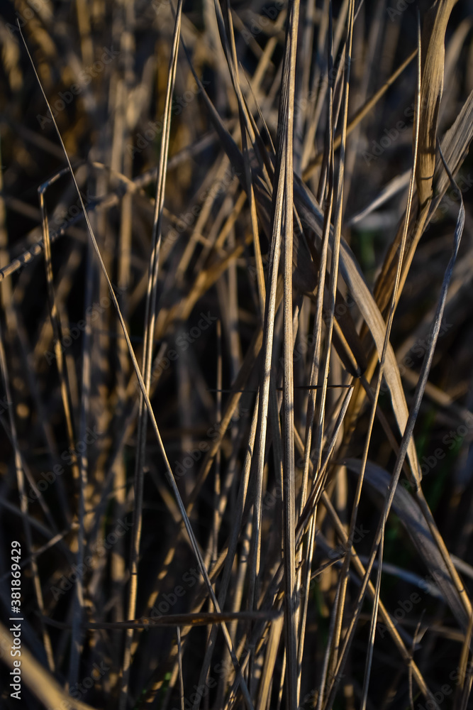 Dry yellow thin reed grass at sunset light in field. Texture, macro, close-up Dry yellow thin reed grass at sunset light in field. Texture, macro, close-up