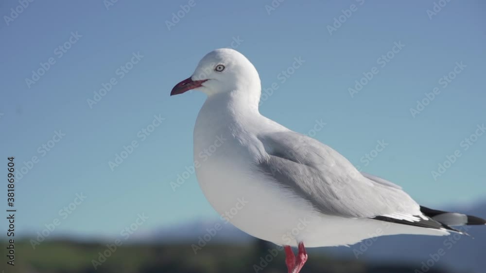 Focus shift from distant snowy mountains to nearby seagull walking Focus shift from distant snowy mountains to nearby seagull walking
