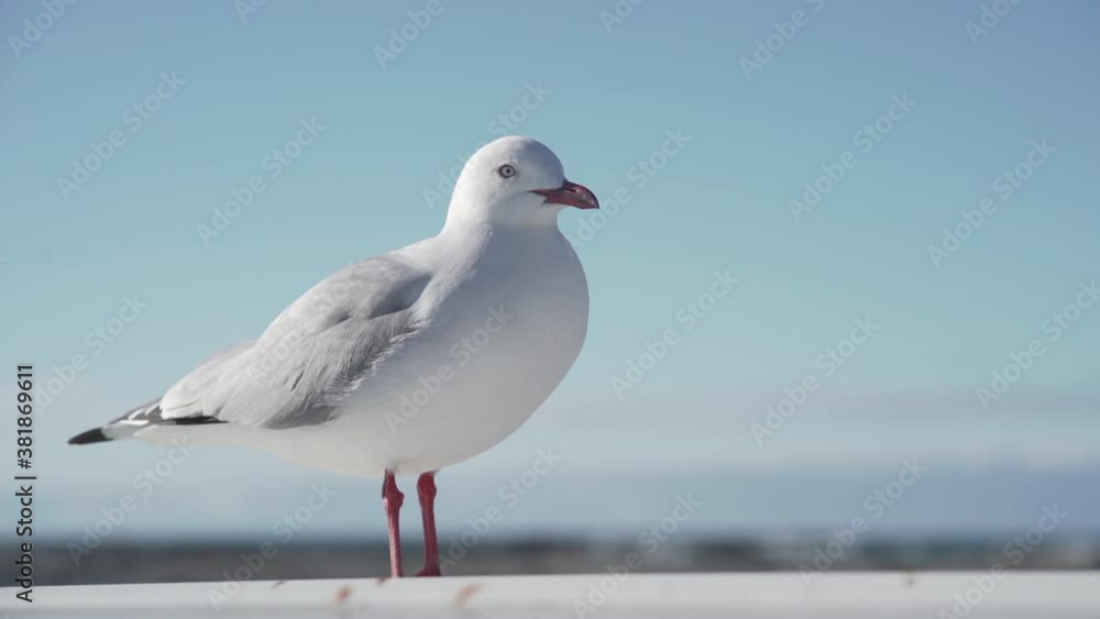 Close-up of red-billed gull walking rapidly, blue sky in background Close-up of red-billed gull walking rapidly, blue sky in background