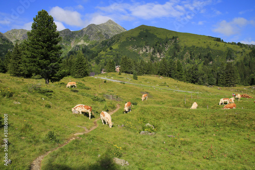 Herd of cows in the Alps, Niedere Tauern, Styria, Austria © Jan Piotr