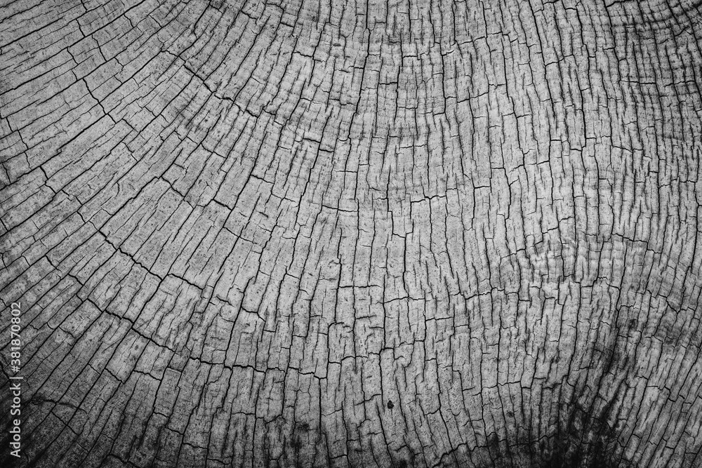 Fototapeta premium Natural wooden background, surface with timber texture and pattern of old wood