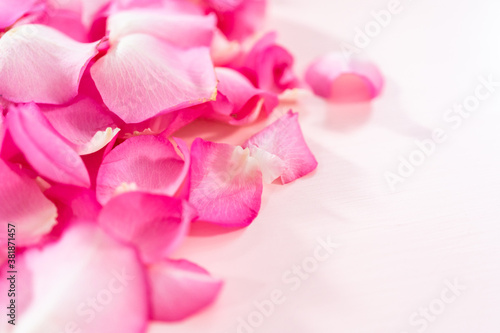 Rose petals