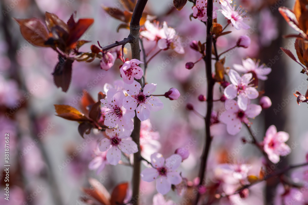 Canadian black plum Prunus nigra light pink flowers in bloom, beautiful flowering ornamental shrub with brown red leaves Canadian black plum Prunus nigra light pink flowers in bloom, beautiful flowering ornamental shrub with brown red leaves