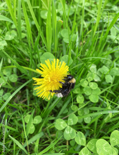 Bumble bee on yellow dandelion