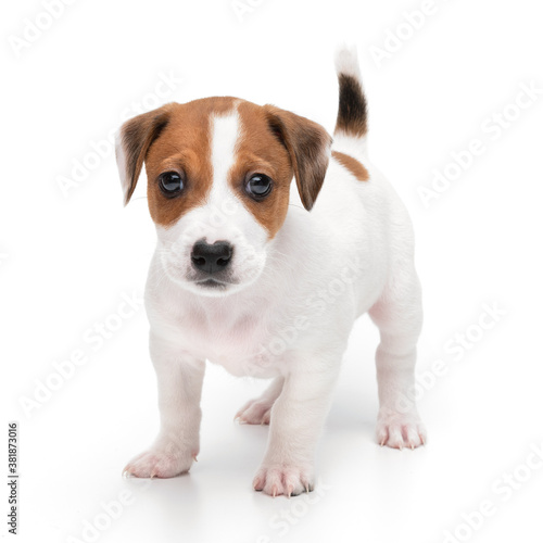 Puppy Jack russell terrier standing isolated on white background. © Dzha