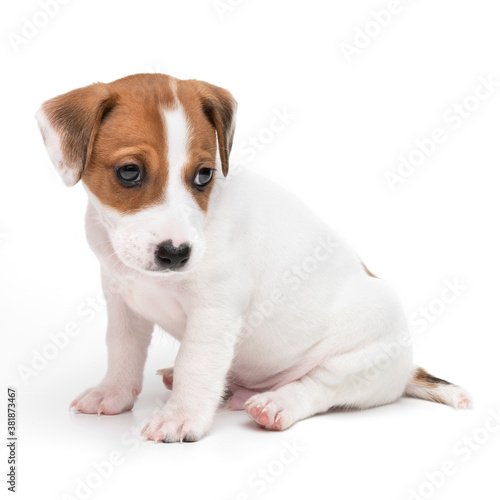 Jack Russell Terrier puppy isolated on white background. Dog jack terrier sitting front view studio shot. © Dzha