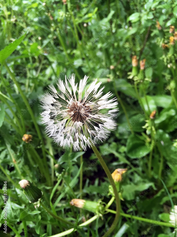 Fototapeta premium Wet white dandelion in the grass