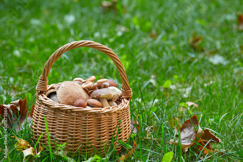 basket full of mushrooms standing in forest