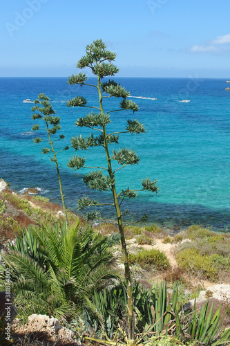 Golden bay beach on Malta island with beautiful blue sea water and flowering agave plants growing on the coastline in bright sunny day