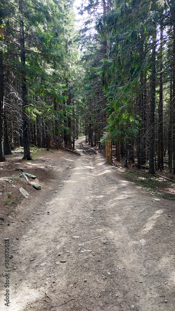 Fototapeta premium Mountain road in the forest with stones and pines