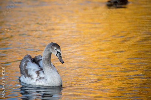 Fototapeta Naklejka Na Ścianę i Meble -  Close up young swan portrait grey nature spring birds wild life