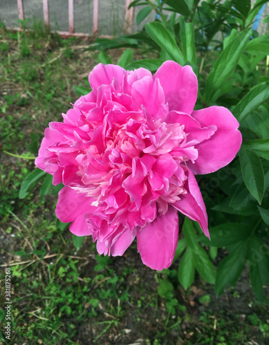 Pink peony amabilis  paeonia amabilis 