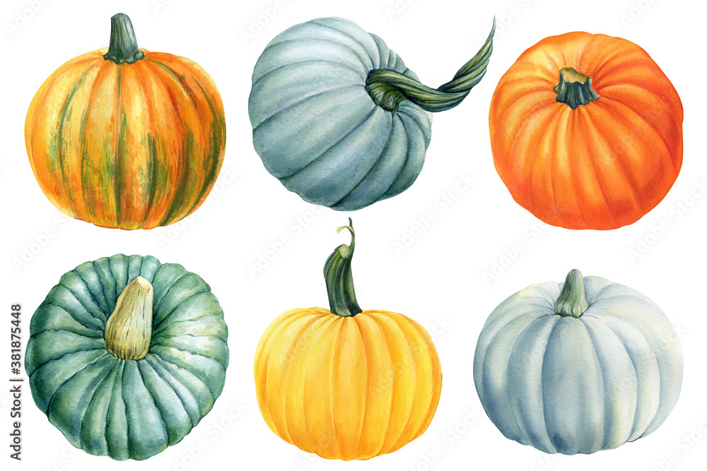 Pumpkins on a white isolated background, autumn harvest, watercolor drawings. Happy Thanksgiving