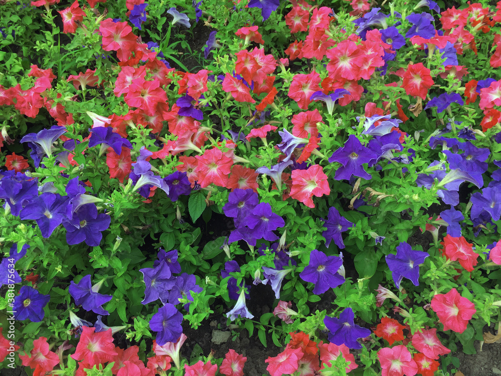 Pink and purple hybrid Petunia flowers on a flower bed in the Park